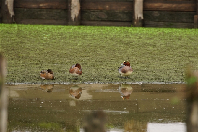 AJqh,American Wigeon